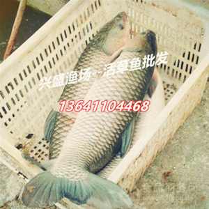 龍魚證書上沒有漁場電話網站(龍魚證書上沒有漁場電話網站怎么辦理?) 龍魚百科 第5張 龍魚證書上沒有漁場電話網站(龍魚證書上沒有漁場電話網站怎么辦理?) 龍魚證書上沒有漁場電話網站(龍魚證書上沒有漁場電話網站怎么辦理?) 龍魚百科 第5張