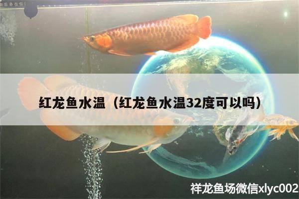 龍魚水溫32度可以嗎：龍魚在32度水溫下生存的詳細信息，龍魚水質管理的具體方法 龍魚水溫32度可以嗎：龍魚在32度水溫下生存的詳細信息，龍魚水質管理的具體方法 龍魚百科 第5張