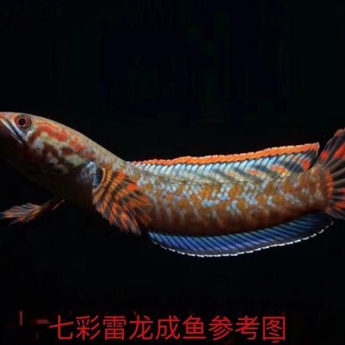 酒紅雷龍魚圖片
