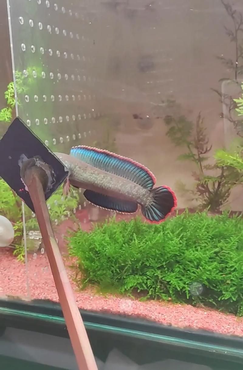 酒紅雷龍魚圖片