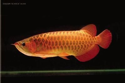 龍魚生活水溫：龍魚生活水溫如何調整 龍魚生活水溫：龍魚生活水溫如何調整 龍魚百科 第2張