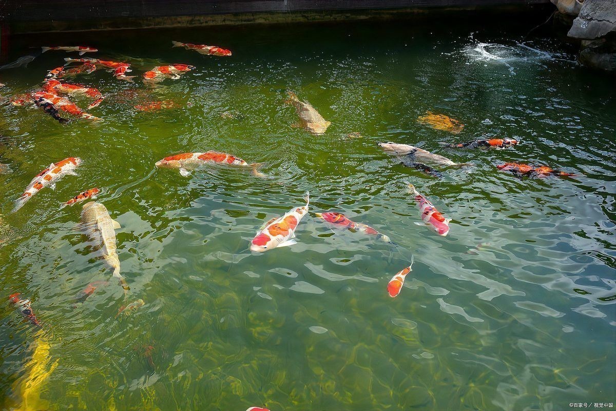 龍魚(yú)爛鰭會(huì)自愈嗎？