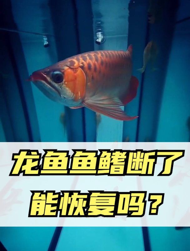 龍魚(yú)爛鰭會(huì)自愈嗎？