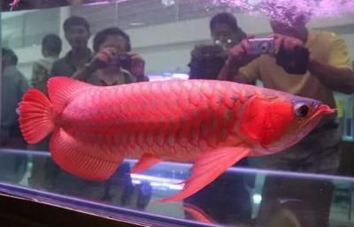 紅龍魚什么背景好看（養紅龍魚用什么顏色的背景好） 紅龍魚什么背景好看（養紅龍魚用什么顏色的背景好） 龍魚百科 第1張