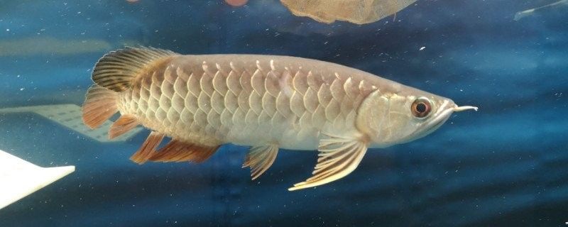 龍魚打虎魚會打到什么時候