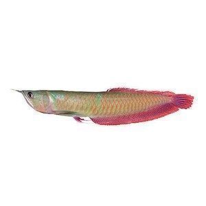 紅龍魚最好的配魚品種有哪些（泰國虎魚、飛鳳魚、飛鳳魚、飛鳳魚、飛鳳魚、飛鳳魚、飛鳳魚）