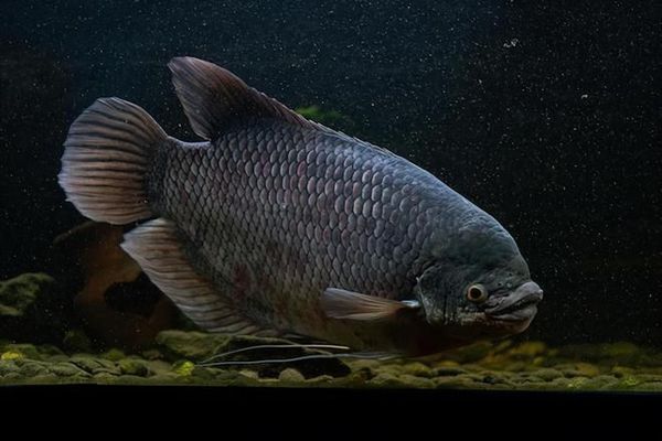 龍魚和戰船混養會打架嗎為什么：龍魚和戰船魚混養會打架嗎