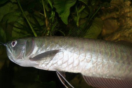 怎么才能讓銀龍魚膽子大(如何讓銀龍魚變得膽小) 龍魚百科 第3張 怎么才能讓銀龍魚膽子大(如何讓銀龍魚變得膽小) 怎么才能讓銀龍魚膽子大(如何讓銀龍魚變得膽小) 龍魚百科 第3張