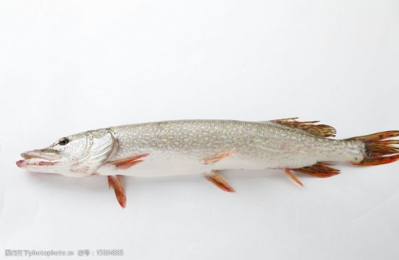 雪龍魚價格：雪龍魚價格信息