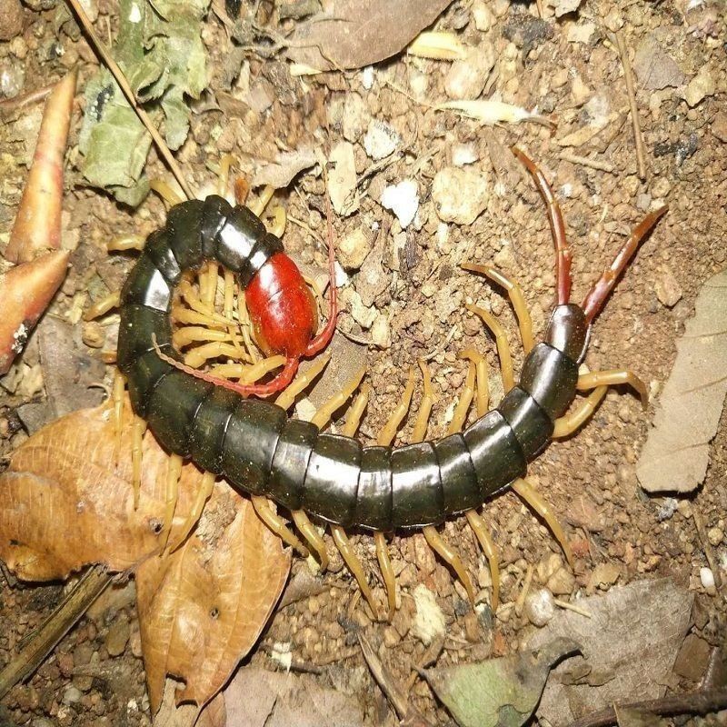 龍魚吃了死蜈蚣會死嗎（吃了死蜈蚣會死嗎？）