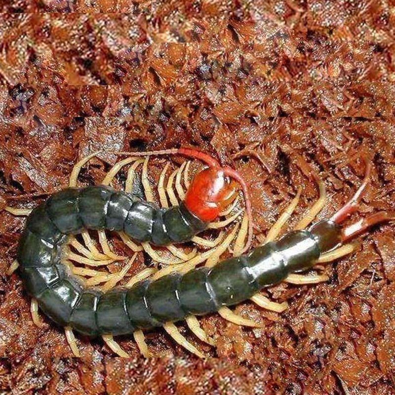 龍魚吃了死蜈蚣會死嗎（吃了死蜈蚣會死嗎？）