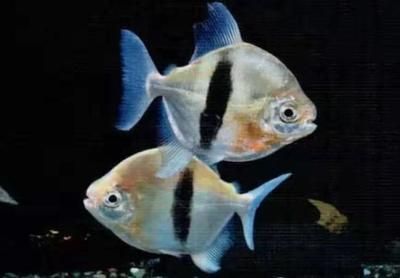 龍魚缸適合養(yǎng)什么魚：適合與龍魚混養(yǎng)的魚類