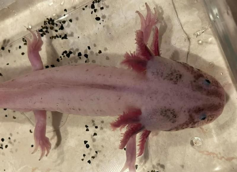 六角龍魚繁殖需要哪些條件？