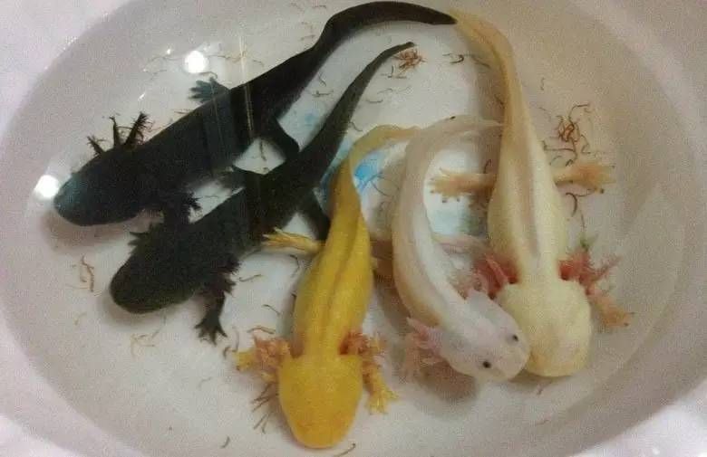 六角龍魚繁殖需要哪些條件？