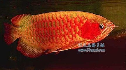 世界最貴的龍魚排行榜（世界最貴龍魚排行榜）