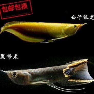白色銀龍魚多少錢一條啊視頻 白色銀龍魚多少錢一條啊視頻 龍魚百科 第3張