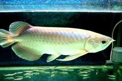 20cm的銀龍魚多久喂一次（銀龍魚多久喂一次）