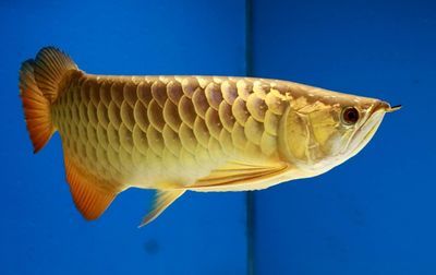 金龍魚嘴巴一張一張的：金龍魚嘴巴一張一合可能是由多種因素引起的