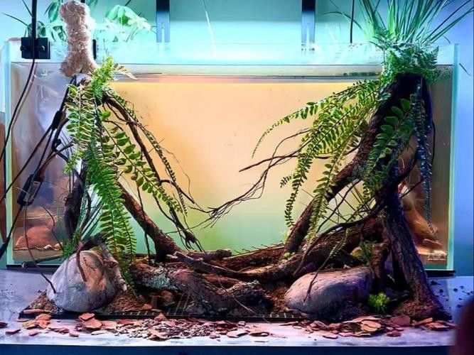虎皮魚能和雷龍魚混養嗎圖片