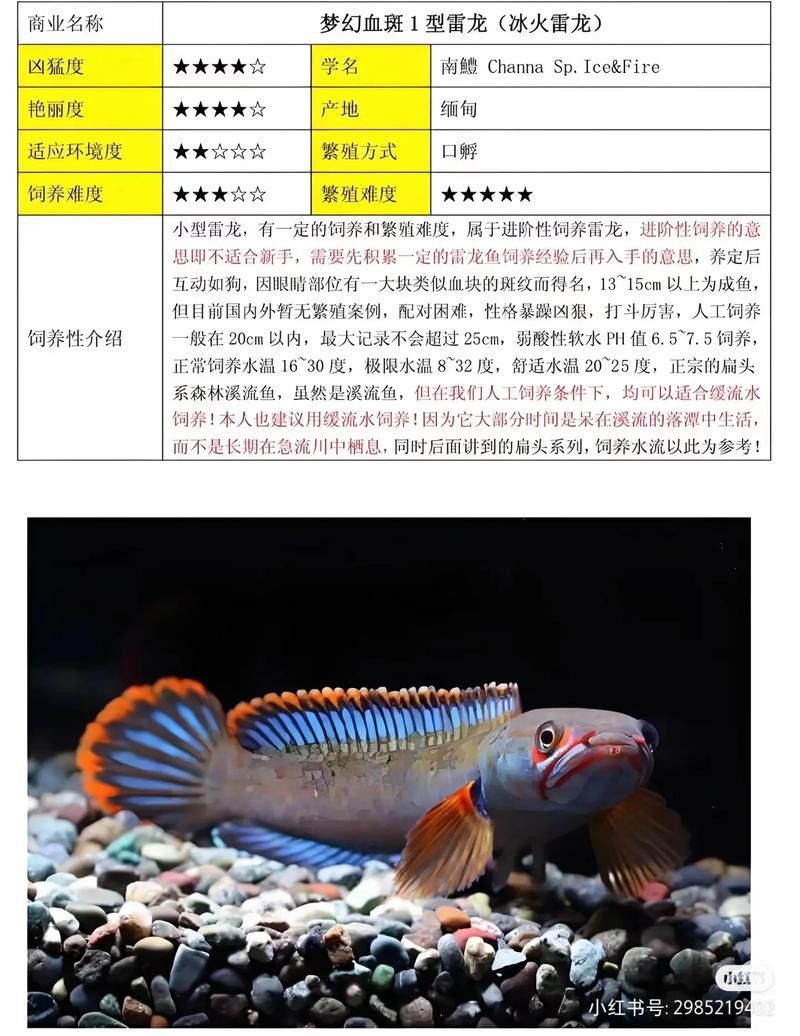 虎皮魚能和雷龍魚混養嗎圖片