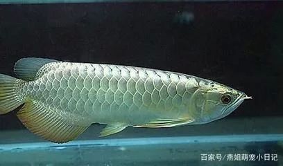 龍魚的屎怎么處理干凈:龍魚的糞便怎么處理干凈 龍魚百科 第2張 龍魚的屎怎么處理干凈:龍魚的糞便怎么處理干凈 龍魚的屎怎么處理干凈:龍魚的糞便怎么處理干凈 龍魚百科 第2張