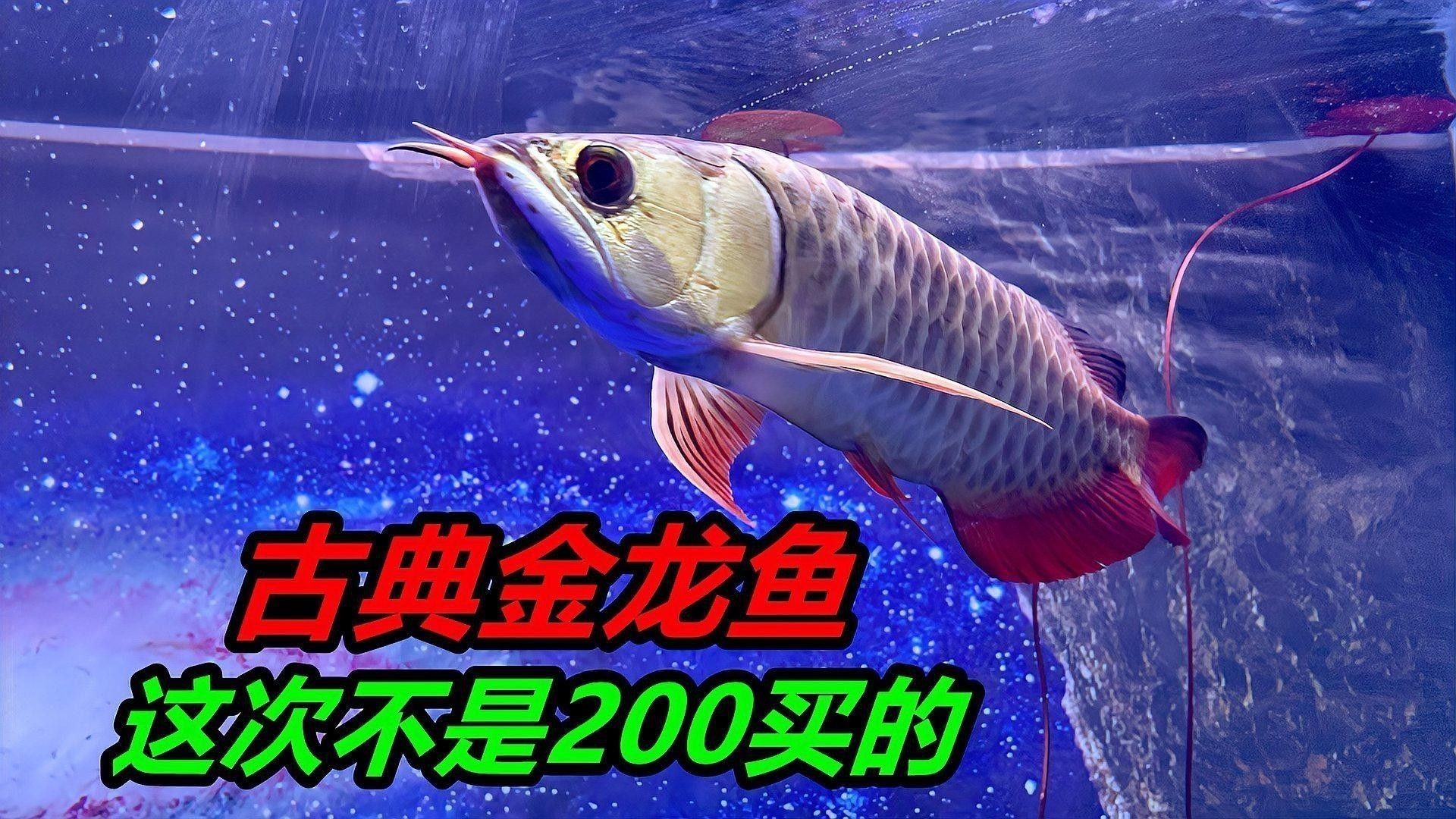 金龍魚觀賞魚在哪買好 金龍魚觀賞魚在哪買好 龍魚百科 第1張