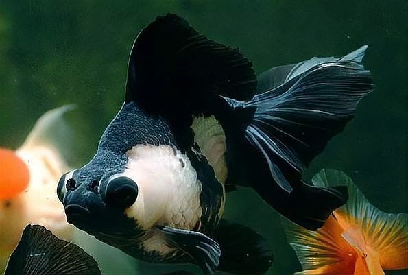 金龍魚觀賞魚在哪買好 金龍魚觀賞魚在哪買好 龍魚百科 第4張