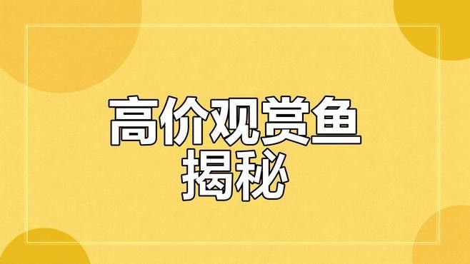 金龍魚觀賞魚在哪買好 金龍魚觀賞魚在哪買好 龍魚百科 第7張