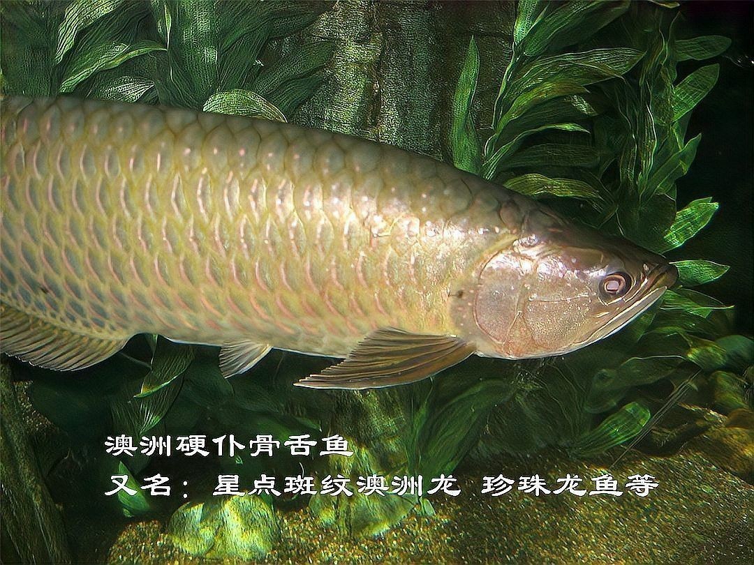 金龍魚觀賞魚在哪買好 金龍魚觀賞魚在哪買好 龍魚百科 第6張