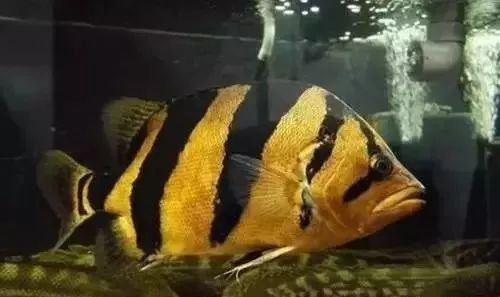 如何判斷虎魚是否感染? 龍魚百科 第3張 如何判斷虎魚是否感染? 如何判斷虎魚是否感染? 龍魚百科 第3張