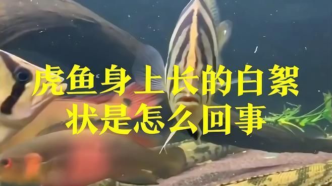 如何判斷虎魚是否感染? 龍魚百科 第5張 如何判斷虎魚是否感染? 如何判斷虎魚是否感染? 龍魚百科 第5張