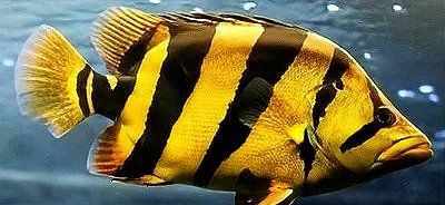 如何判斷虎魚是否感染? 龍魚百科 第9張 如何判斷虎魚是否感染? 如何判斷虎魚是否感染? 龍魚百科 第9張