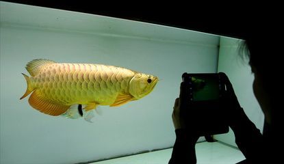 龍魚食量大：關于龍魚食量的一些詳細信息