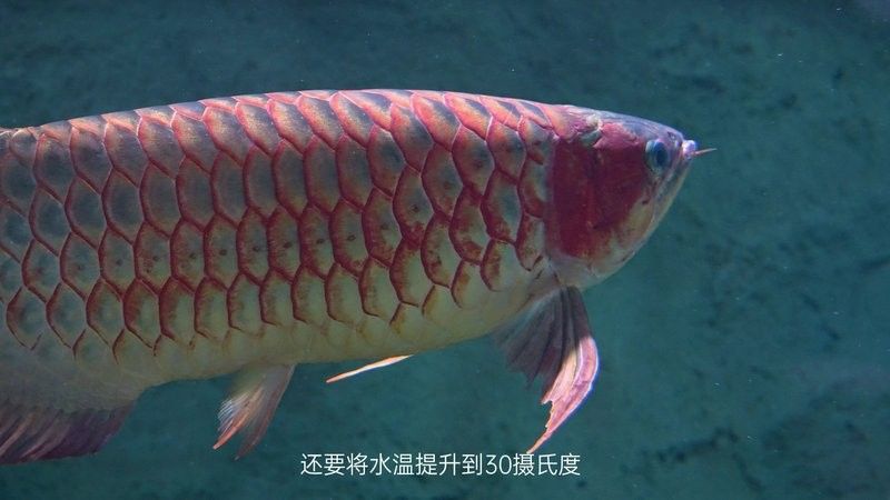 銀龍魚嘴角撞傷了怎么治