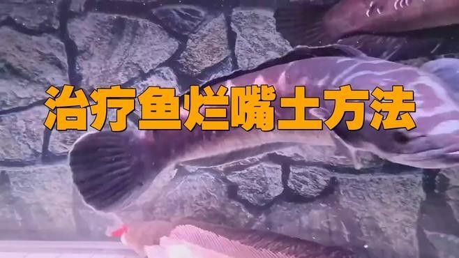 銀龍魚嘴角撞傷了怎么治
