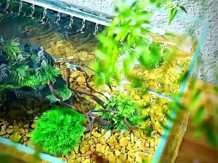 推薦幾款適合龍魚缸的過濾系統