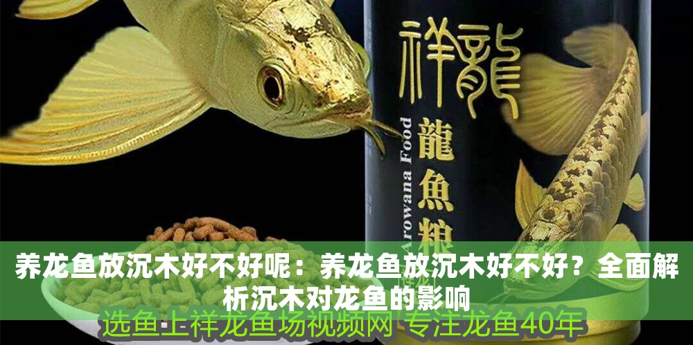 養龍魚放沉木好不好呢：養龍魚放沉木好不好？全面解析沉木對龍魚的影響