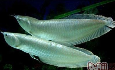 龍魚經(jīng)常撞缸什么情況龍魚經(jīng)常撞缸什么情況：龍魚撞缸是一種常見的現(xiàn)象，可能由多種原因引起，飼養(yǎng)者應(yīng)注意