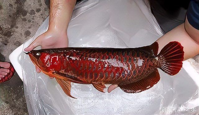 如何挑選有潛力的紅龍魚幼苗？