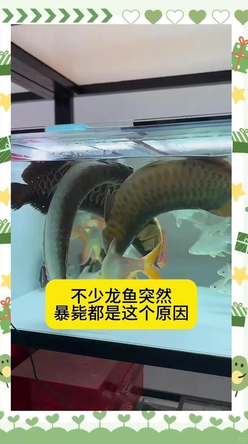 龍魚跳缸是什么原因呢怎么解決圖片