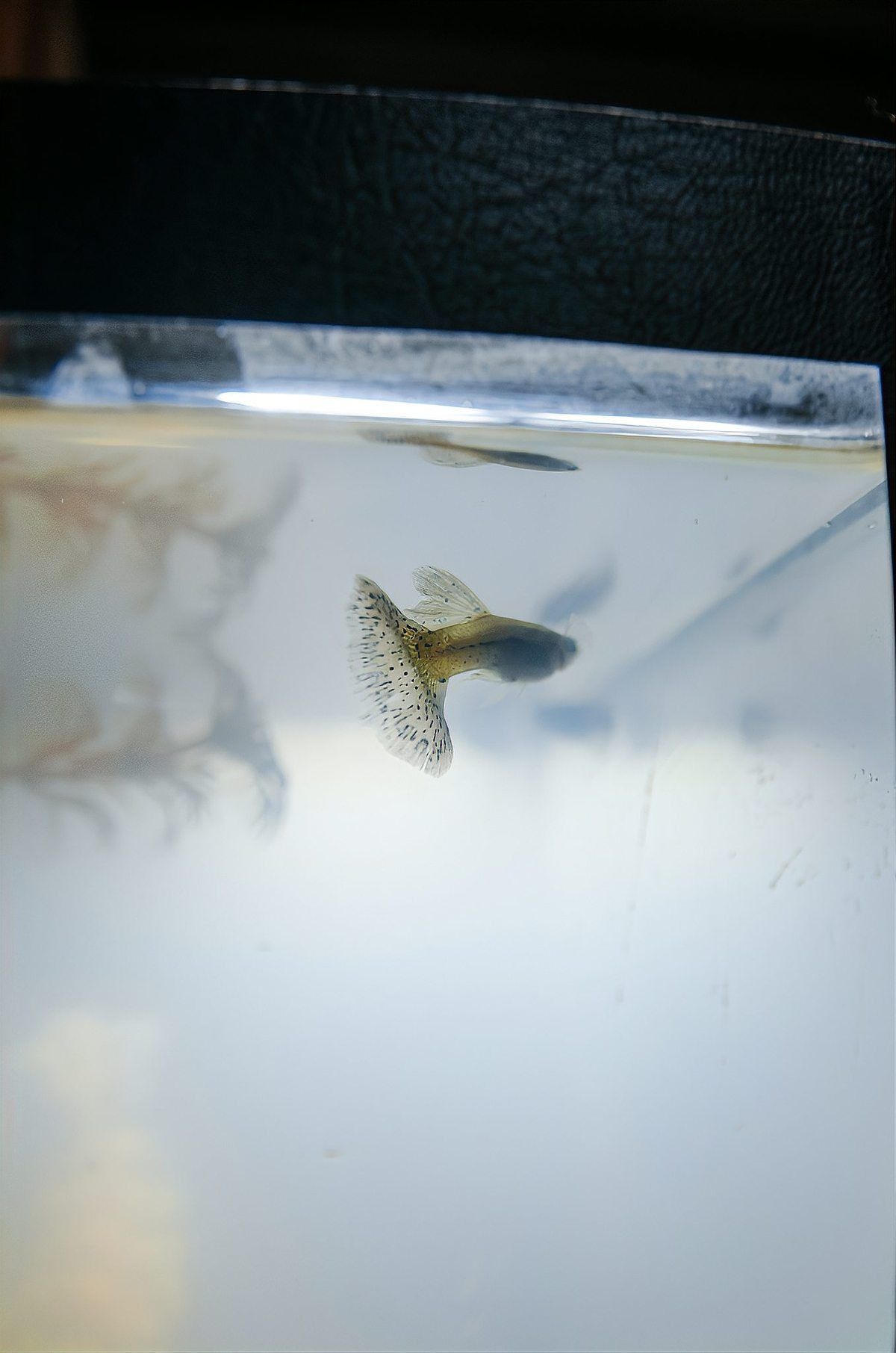 馬拉莫魚壽命受什么影響