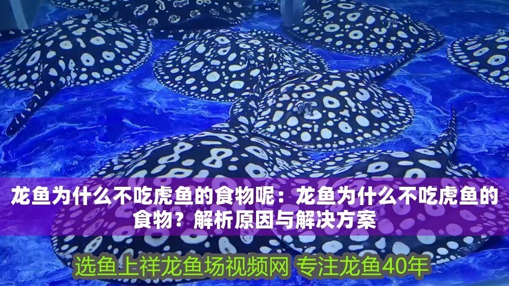 龍魚為什么不吃虎魚的食物呢：龍魚為什么不吃虎魚的食物？解析原因與解決方案