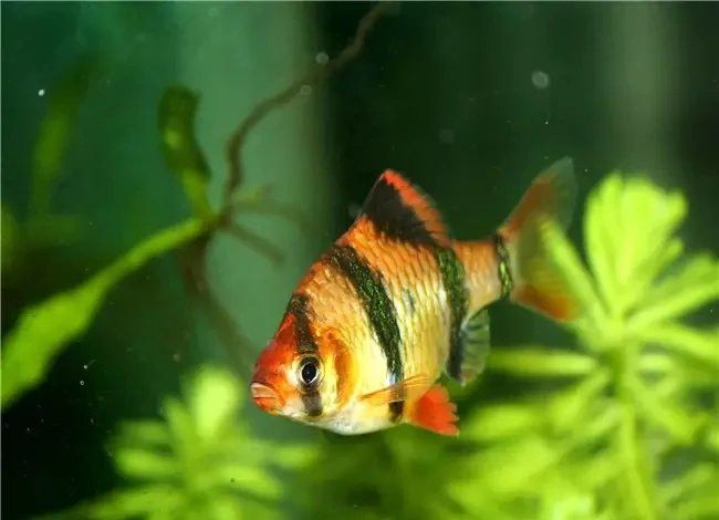 虎皮恐龍魚如何養才活久一些