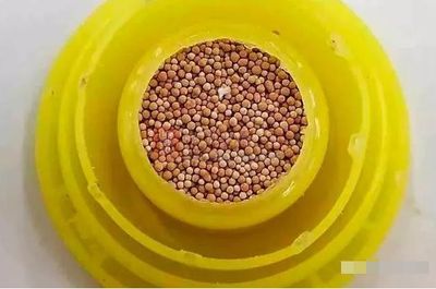 地圖魚和銀龍魚能一起養嗎：龍魚能一起養嗎？混養指南與注意事項