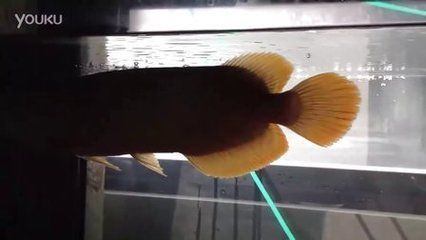 紅龍魚多大算成魚了：紅龍魚多大算成魚 紅龍魚多大算成魚了：紅龍魚多大算成魚 龍魚百科 第3張