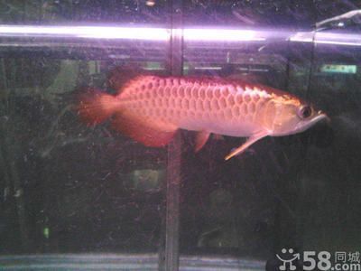 金龍魚35公分還沒過背怎么回事（金龍魚35公分還沒過背可能是由于鱗片發育未完全）