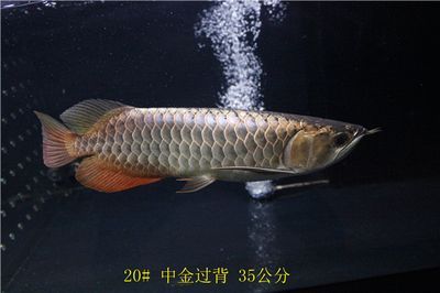金龍魚35公分還沒過背怎么回事（金龍魚35公分還沒過背可能是由于鱗片發育未完全）