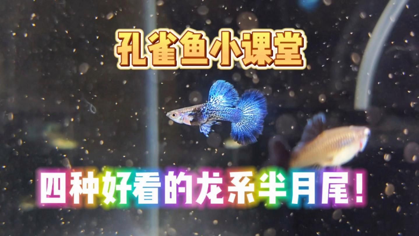 孔雀龍魚一共幾種品種