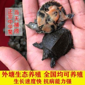 龍魚可以喂小甲魚嗎:龍魚可以喂小甲魚嗎,