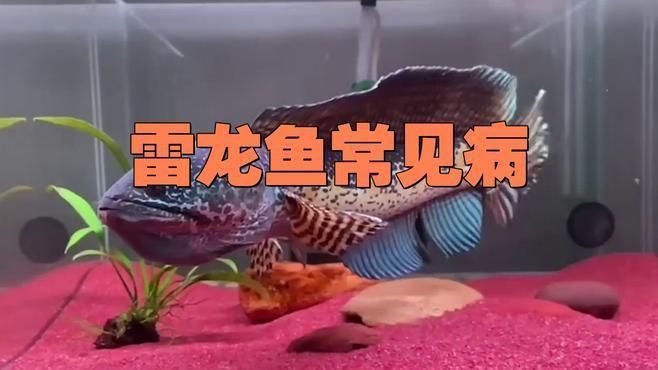 雷龍魚得病的癥狀有哪些